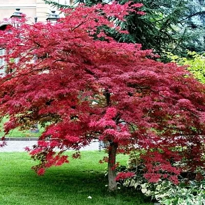 Клен пальмолистный  Клен пальмолистный в Осиповичах