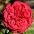 Роза ПИАНО РЕД чайно-гибридная в Осиповичах