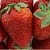 Клубника ФЛАМИНИЯ в Осиповичах