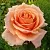 Роза ПРИМАДОННА чайно-гибридная в Осиповичах