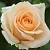 Роза ПИЧ АВАЛАНЖ чайно-гибридная в Осиповичах