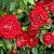 Роза РЕД КАСКАД почвопокровная в Осиповичах