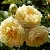 Роза НАДЯ МЕЙДИЛАНД почвопокровная в Осиповичах