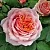 Роза ПОЛЬ БОКЮЗ шраб в Осиповичах