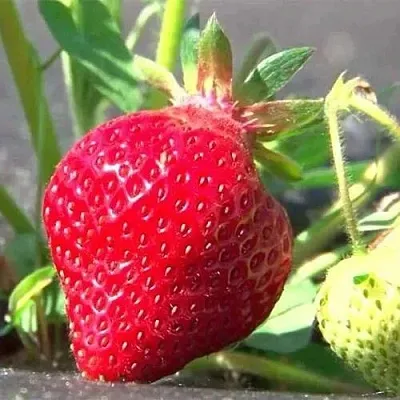 Клубника ХОНЕЙ в Осиповичах