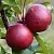 Яблоня красномясая
