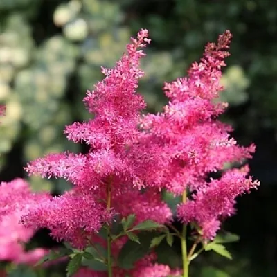 Астильба САННИ ДЕЙ гибридная в Осиповичах