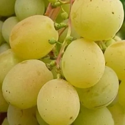 Виноград ТАЛИСМАН в Осиповичах