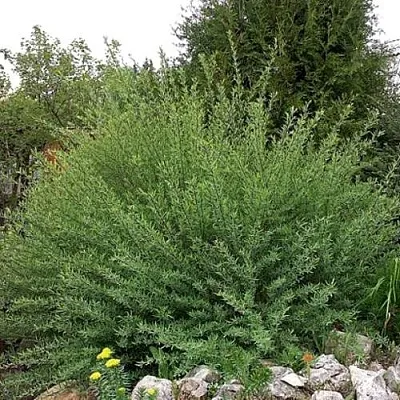 Ива НАНА пурпурная  Ива НАНА пурпурная в Осиповичах