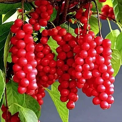 Лимонник САДОВЫЙ 1 китайский   Лимонник САДОВЫЙ 1 китайский  в Осиповичах