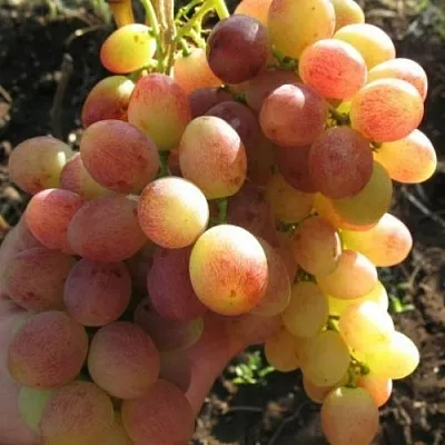 Виноград ТАСОН в Осиповичах