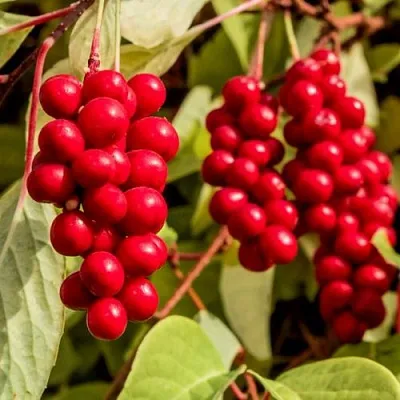 Лимонник КОСТИК китайский  Лимонник КОСТИК китайский в Осиповичах