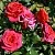Роза МИРАБЕЛЬ спрей в Осиповичах