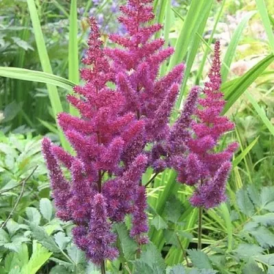 Астильба КАРАОКЕ ПАРТИ китайская в Осиповичах