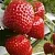 Клубника АРГЕНТЕРА в Осиповичах