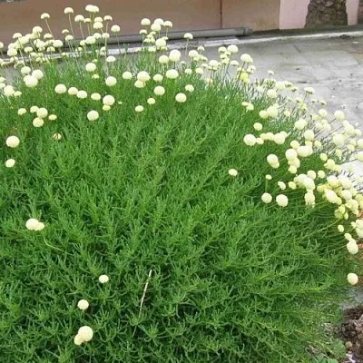 Сантолина зеленеющая в Осиповичах