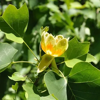 ЛИРИОДЕНДРОН тюльпанный  ЛИРИОДЕНДРОН тюльпанный в Осиповичах