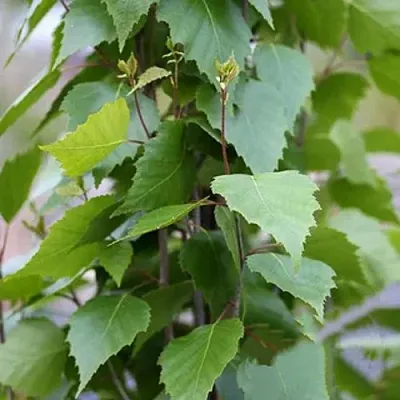 Береза ФАСТИГИАТА повислая   Береза ФАСТИГИАТА повислая  в Осиповичах