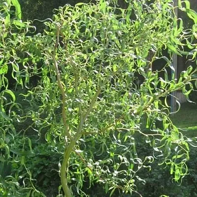 Ива МАТСУДАНА  Ива МАТСУДАНА в Осиповичах