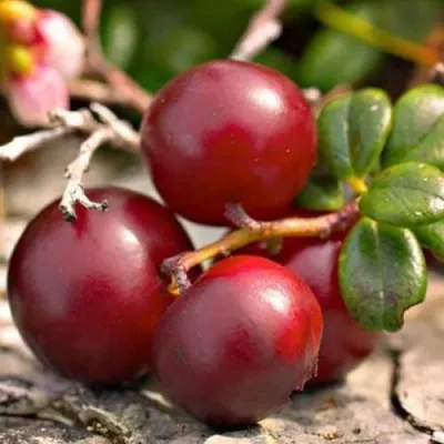 Клюква ЭРЛИ БЛЭК — описание сорта Клюква ЭРЛИ БЛЭК в Осиповичах