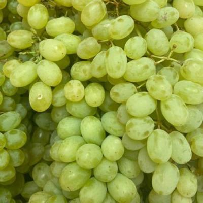 Зеленый в Осиповичах