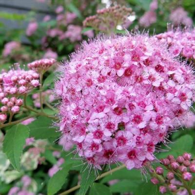 Розовая в Осиповичах