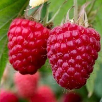 Средняя в Осиповичах