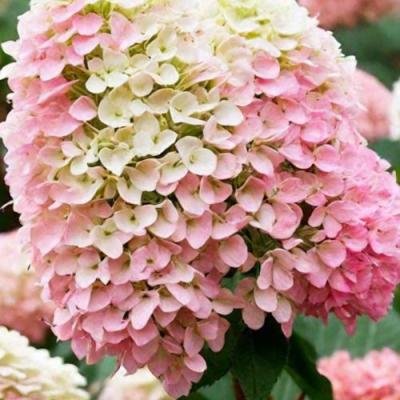 Низкорослые (карликовые) в Осиповичах