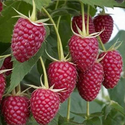 Высокая в Осиповичах