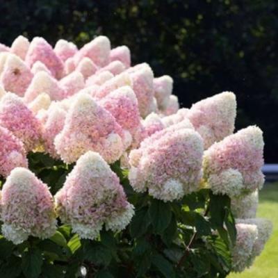 Бело-розовая в Осиповичах