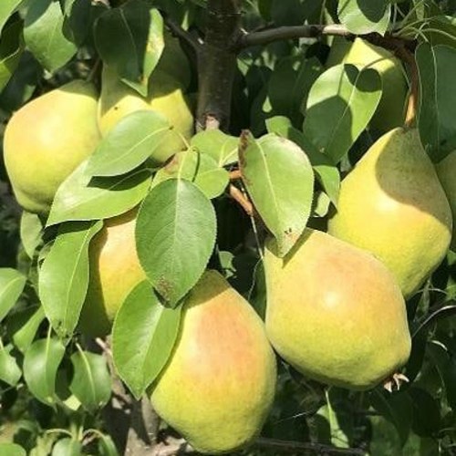 Груша СЕНТЯБРИНА (ДОБРЯНКА) в Осиповичах