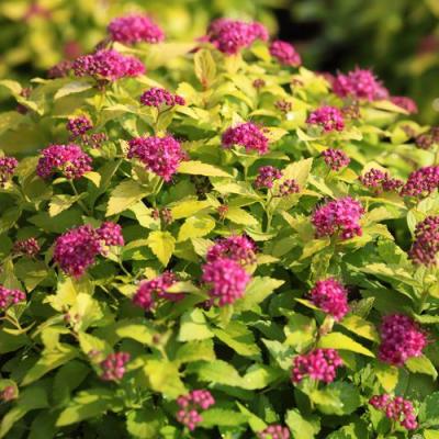 Японская в Осиповичах