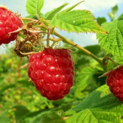 Бесшипная в Осиповичах