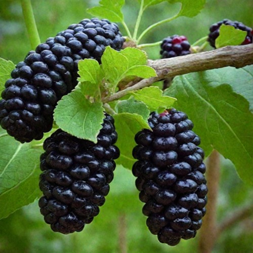 Шелковица плакучая в Осиповичах