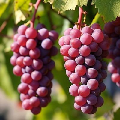 Фиолетовый в Осиповичах