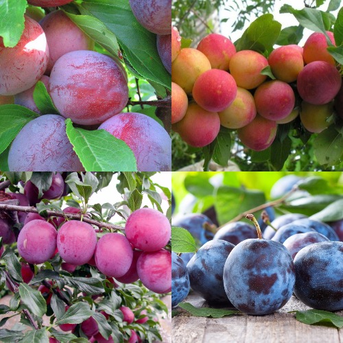 Комплект СЛИВОВЫЙ САД в Осиповичах