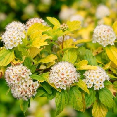 Желтый в Осиповичах