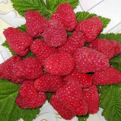 Сладкая в Осиповичах