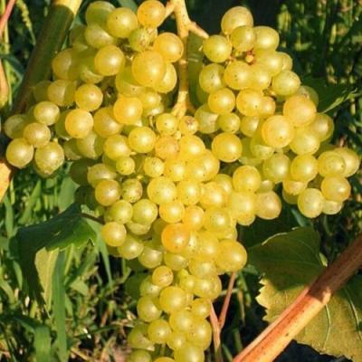 Желтый в Осиповичах