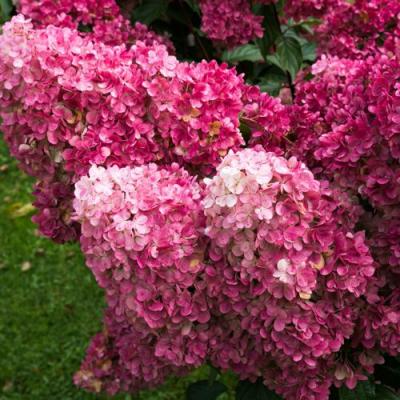 Фрайз в Осиповичах