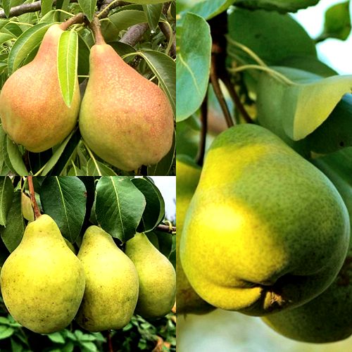 Комплект НАСТОЯЩИЙ ВОСТОРГ в Осиповичах