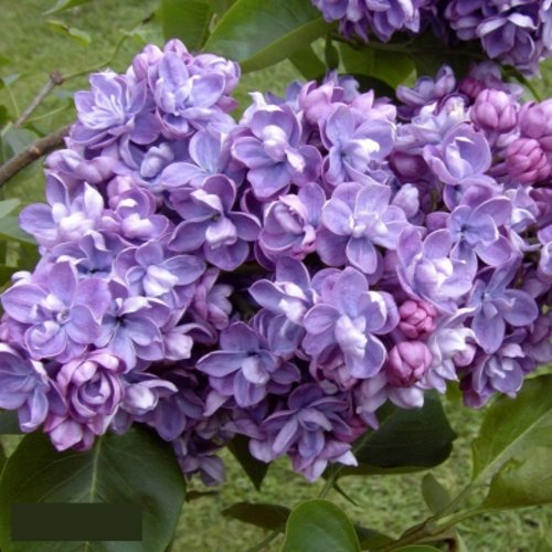 Сирень АМИ ШОТТ в Осиповичах