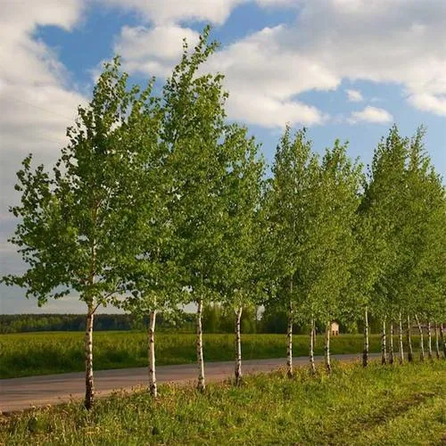 Береза обыкновенная в Осиповичах