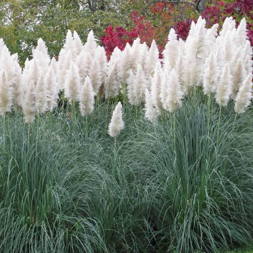 Кортадерия белая (пампасная трава) в Осиповичах