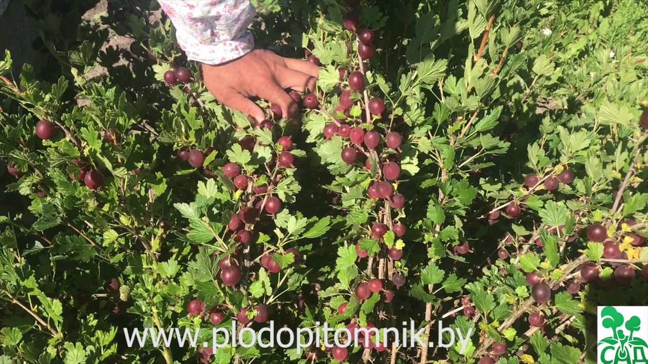 Превью видео