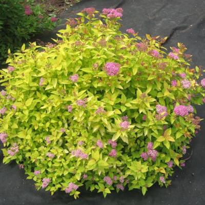 Голден в Осиповичах