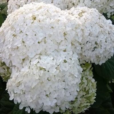 Белая в Осиповичах