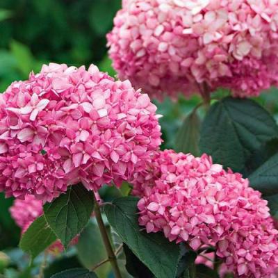 Розовая в Осиповичах