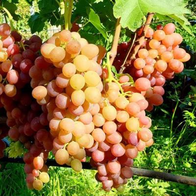 Сладкий в Осиповичах