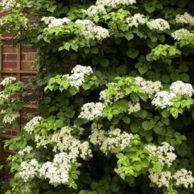 Черешковая в Осиповичах